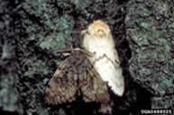 Male and Female Gypsy Moths