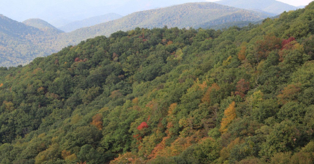 State Managed Forests | Georgia Forestry Commission