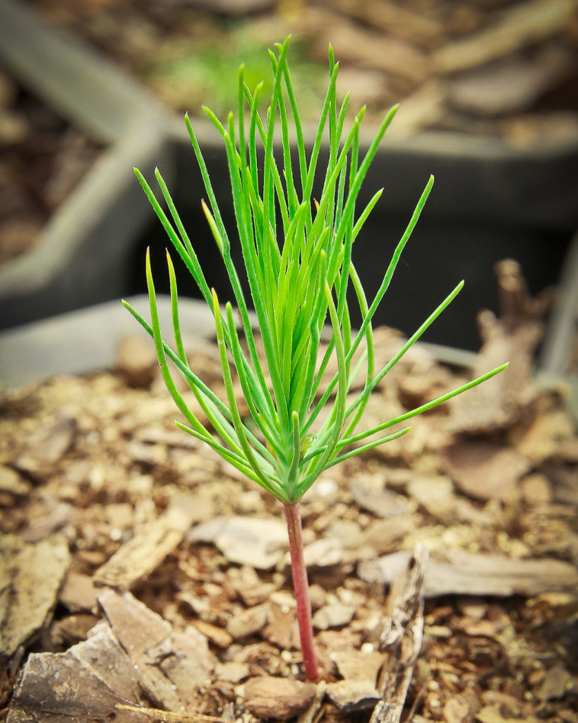 Tree Seedlings Georgia Forestry Commission