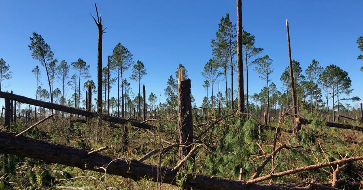 Natural Disaster Recovery | Georgia Forestry Commission