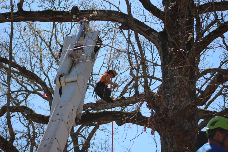 Certified Tree Professionals | Georgia Forestry Commission