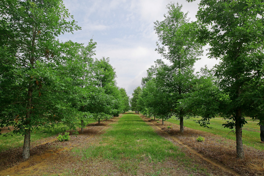 Forest Certification Programs | Georgia Forestry Commission