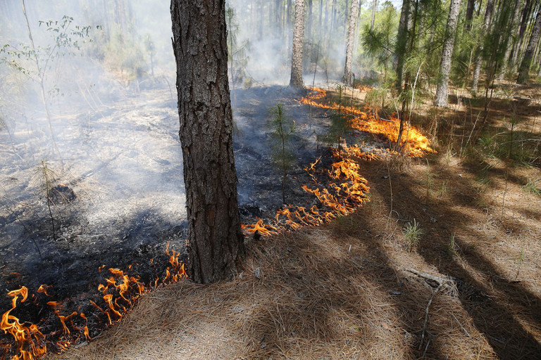 Prescribed Fire and COVID-19 | Georgia Forestry Commission