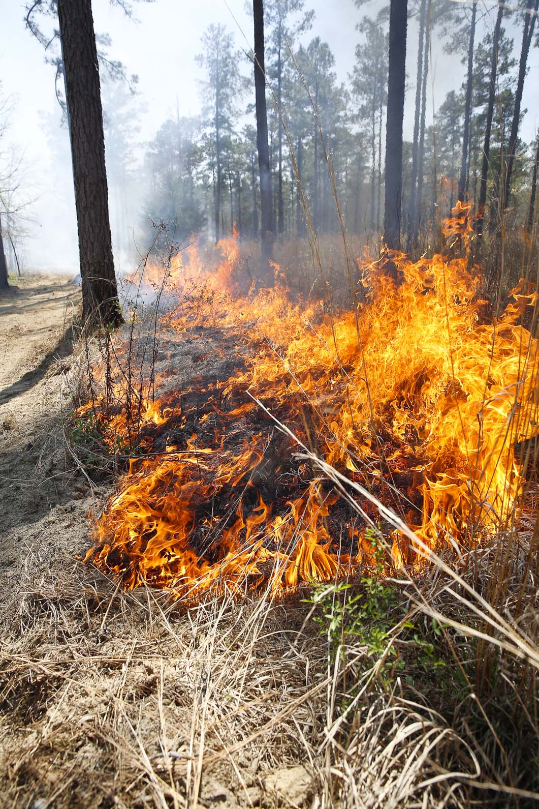 GFC’s Stance on Burning during the COVID-19 Pandemic (4/9/2020 ...