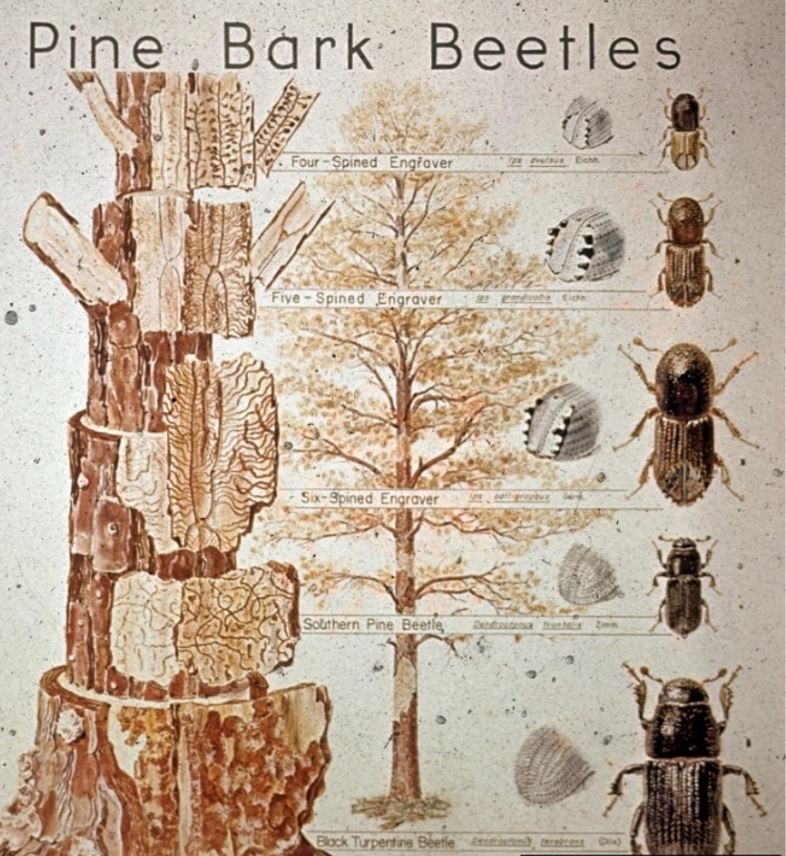 pine beetle tree