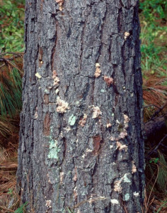 Pine Bark Beetles | Georgia Forestry Commission