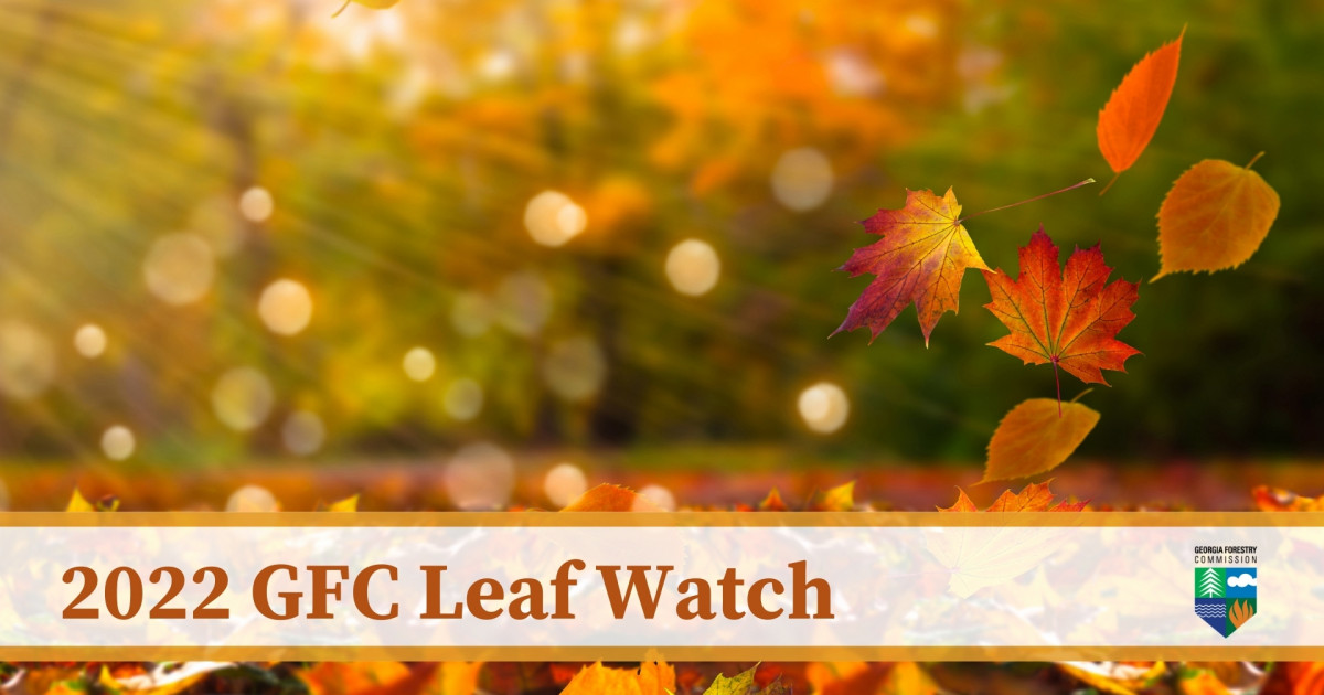 GFC Leaf Watch Forestry Commission