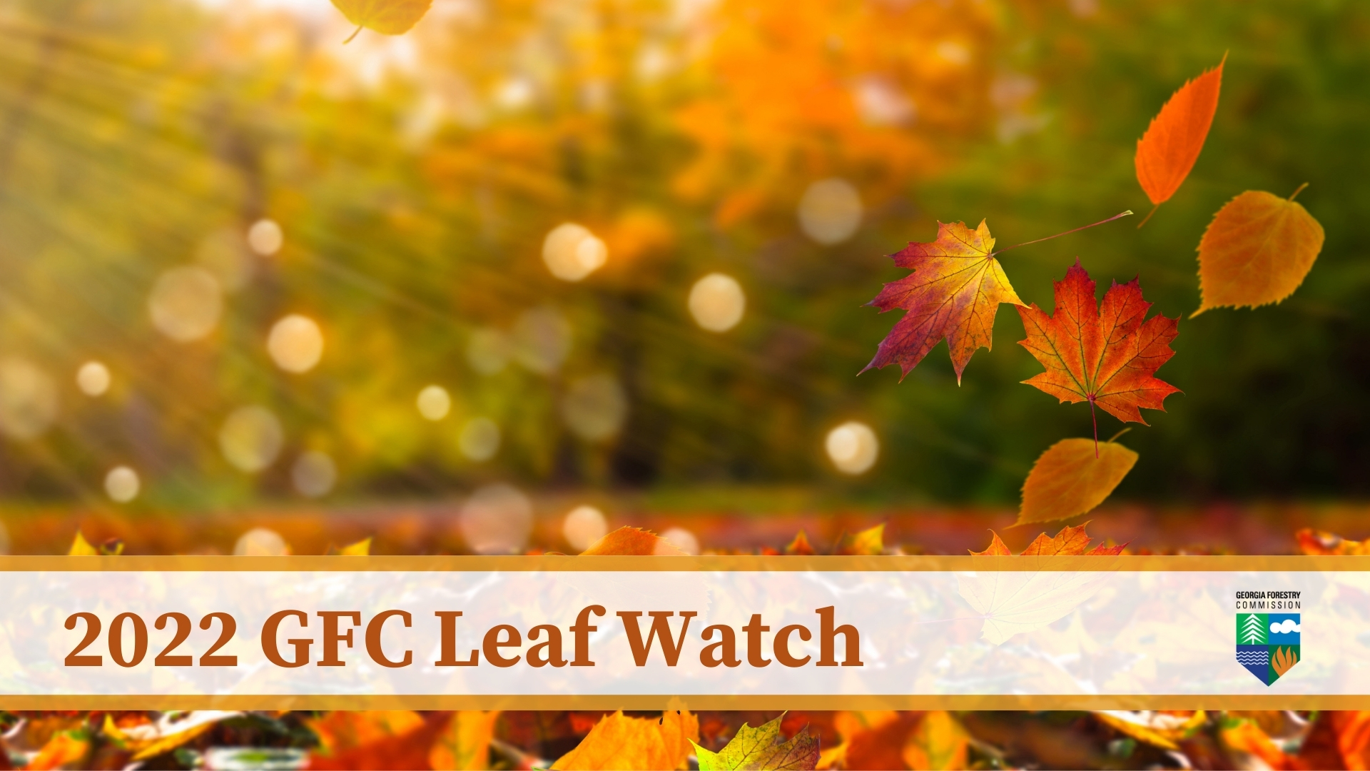 GFC Leaf Watch Forestry Commission