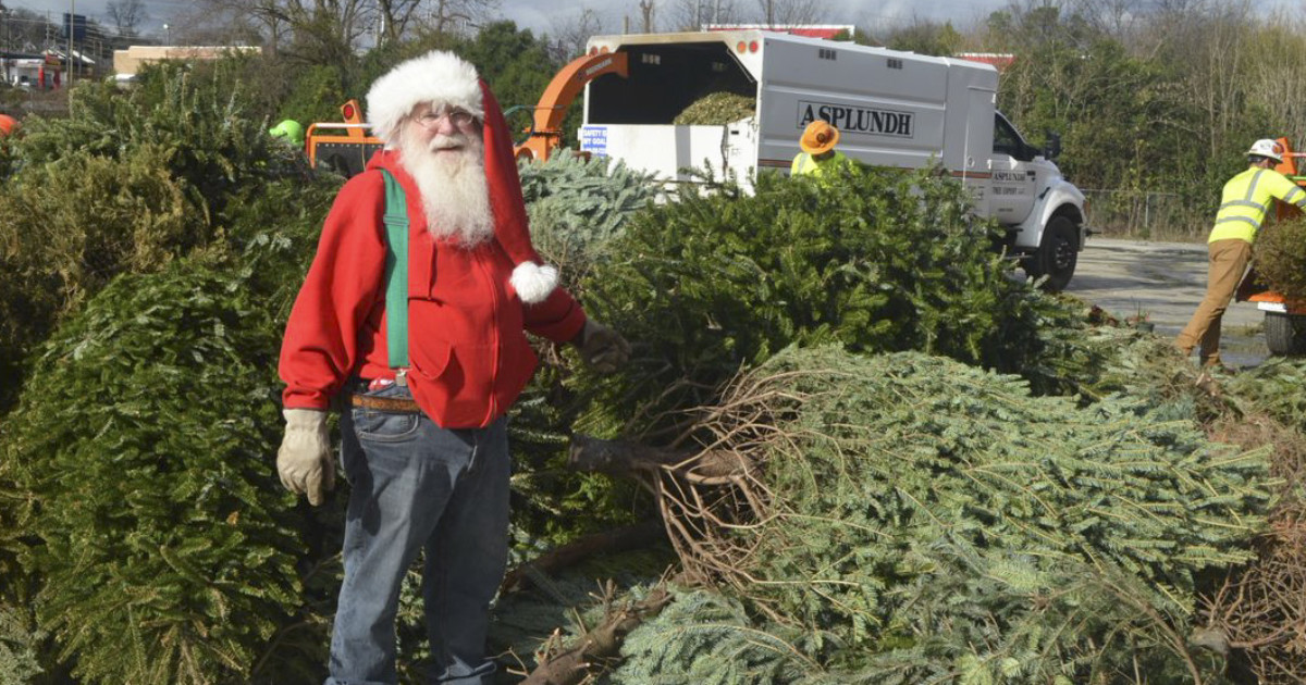 Dreaming Of A Green Christmas? Start By Recycling Your Tree | Georgia ...