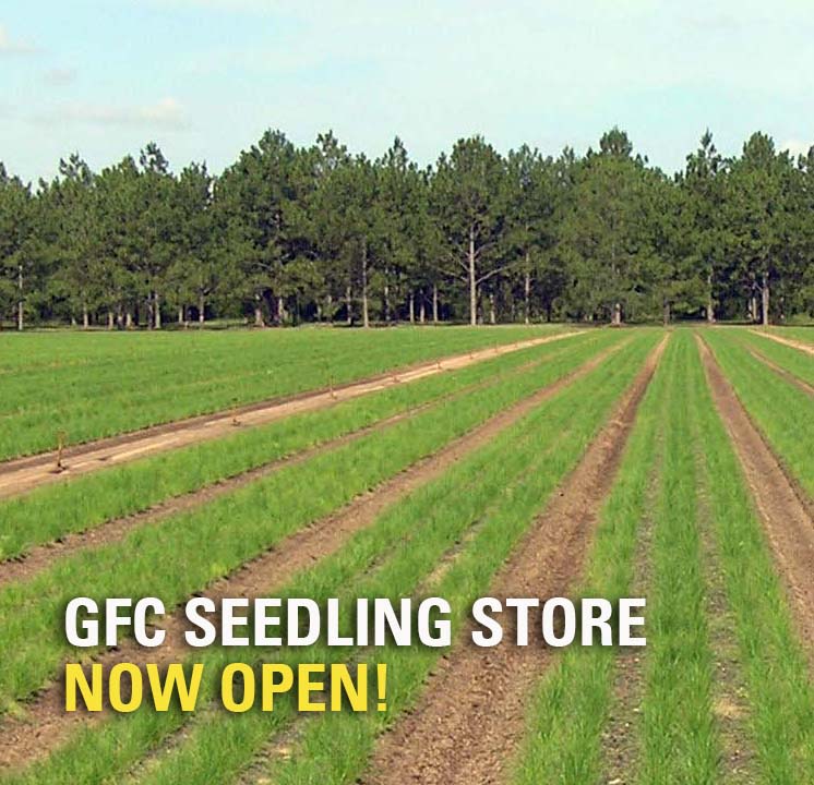 The GFC Seedling Store Is Open For Business!! | Georgia Forestry Commission