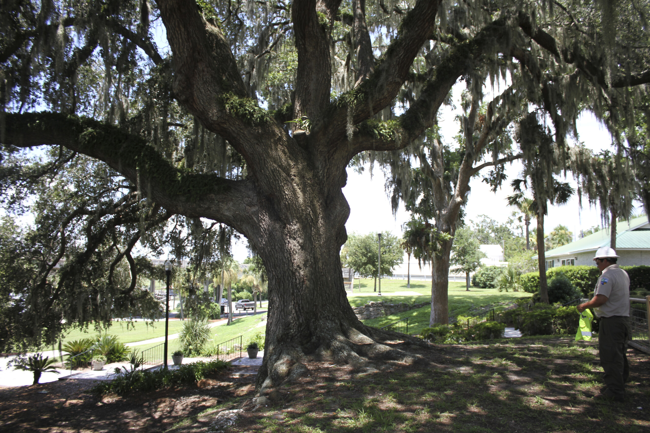 Trees Across (TAG) Grant Program Forestry Commission