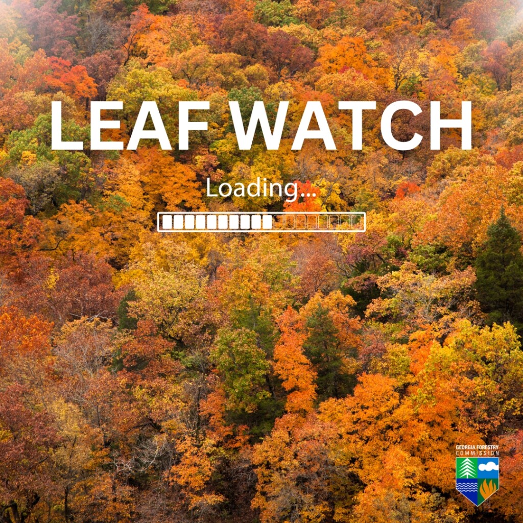 GA Forestry Commission Set to Launch Leaf Watch 2023 | Georgia Forestry