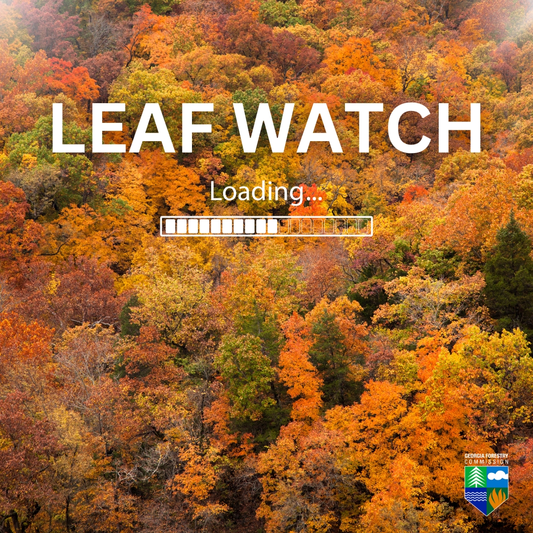 GA Forestry Commission Set to Launch Leaf Watch 2023 Forestry